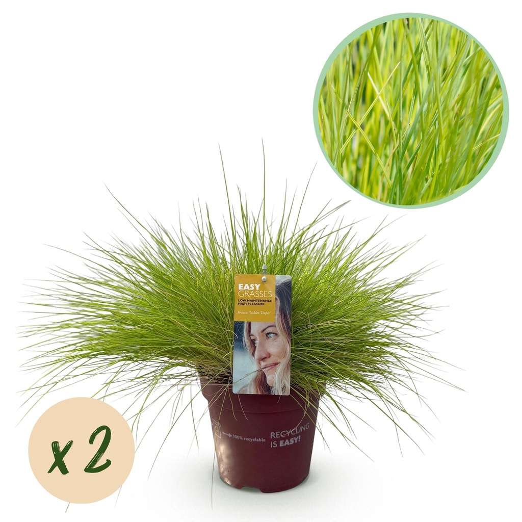 Ziergräser - Festuca glauca Golden Toupee - Gelb - 2 Pflanzen - Immergrün - Wenig Pflege - Topf 17cm Höhe 50cm