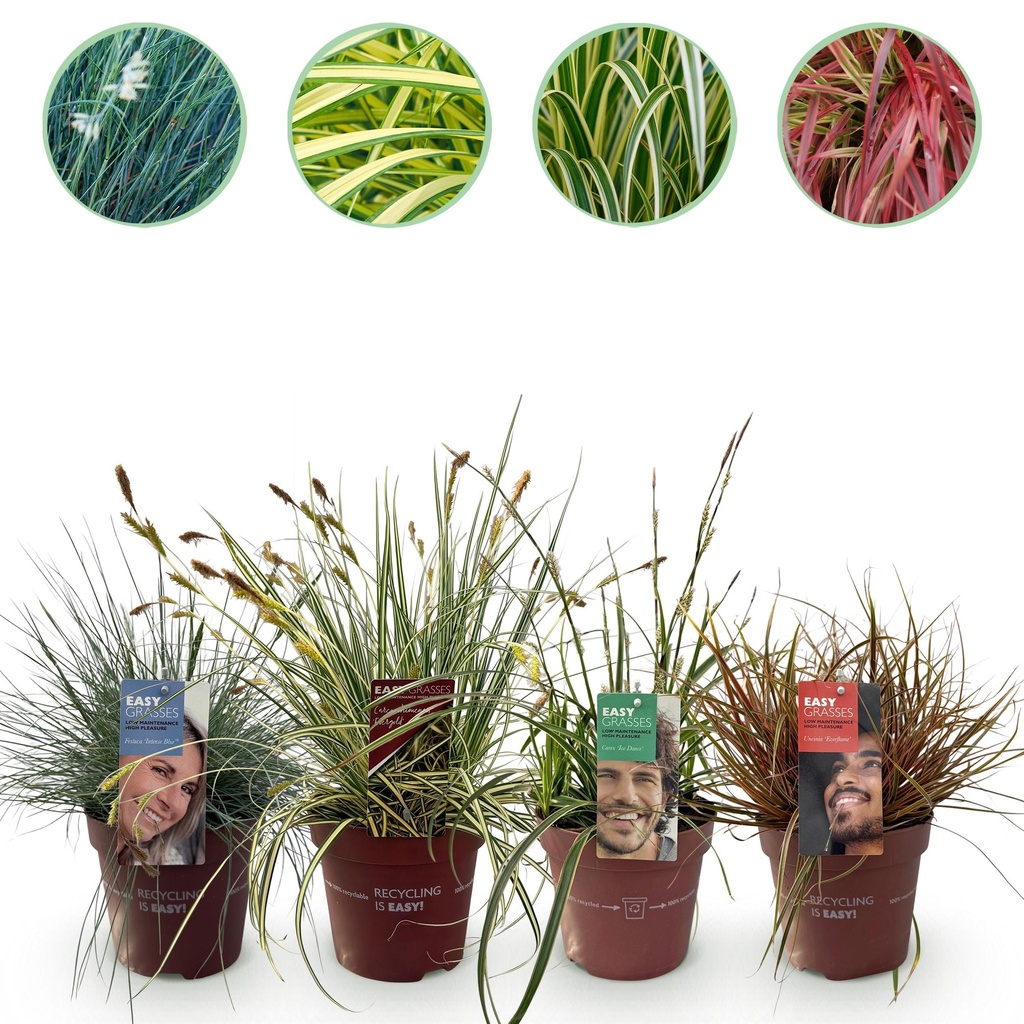Ziergräser - 4 Pflanzen - Blau - Gelb - Grün - Rot - Immergrün - Wenig Pflege - Topf 17cm Höhe 50cm