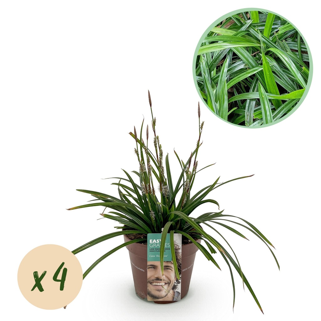 Ziergräser - Carex morrowii Irish Green - Grün & Gelb - 4 Pflanzen - Immergrün - Pflegeleicht - Topf 17cm Höhe 50cm