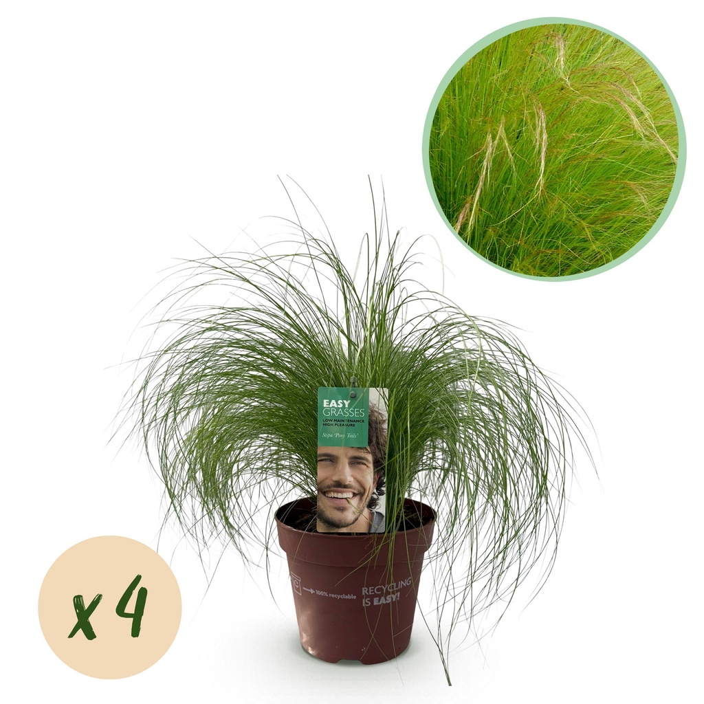 Ziergräser - Stipa tenuifolia Pony Tails - Grün - 4 Pflanzen - Immergrün - Wenig Pflege - Topf 17cm Höhe 50cm