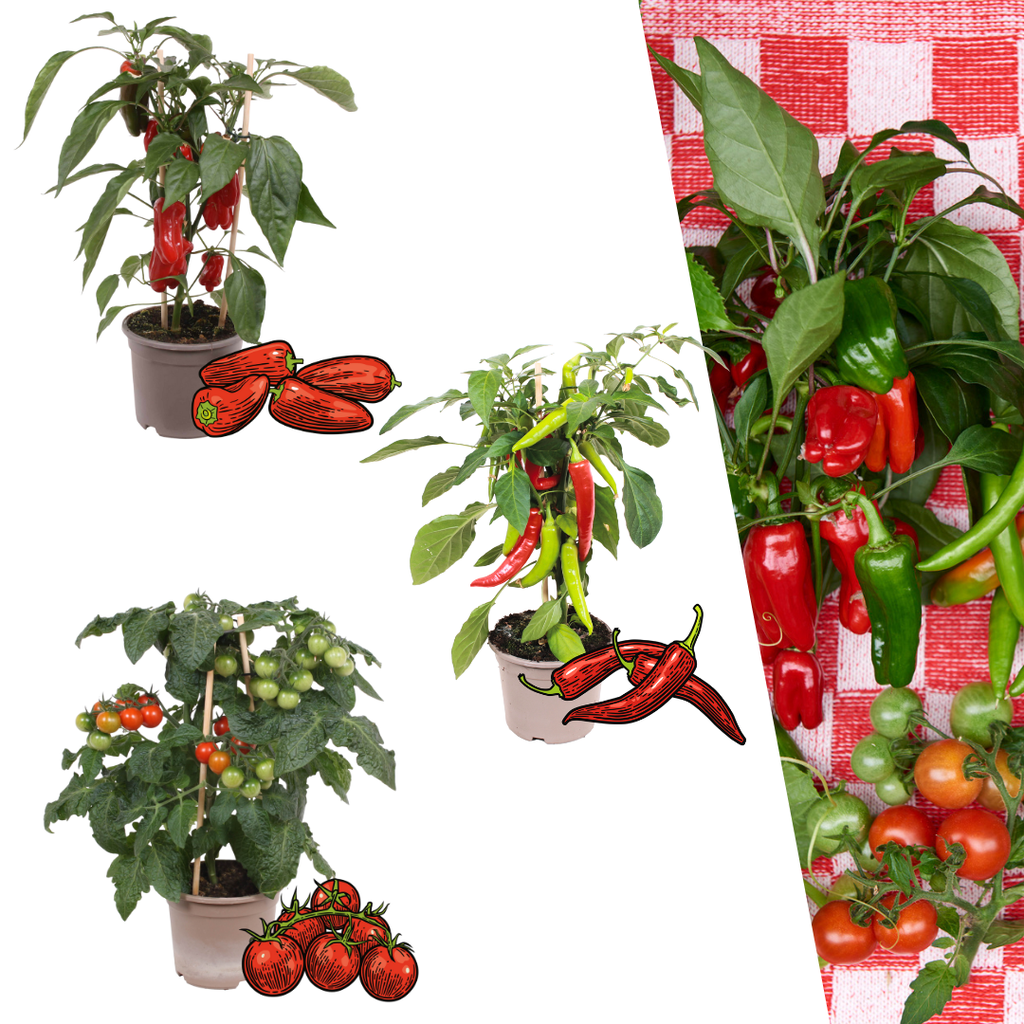 Pflücksalat-Mischung (Rote pflückgemüse-mischung) – winterharte Gemüsepflanze, Topf-Ø 14 cm, Höhe ca. 45 cm