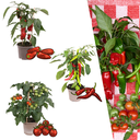 Rote Pflückgemüse-Mischung aus 3 Pflanzen - Kirschtomate - Rote Snack-Paprika - Rote Peperoni-Pflanze - Ø 14 cm - ↨ 45 cm