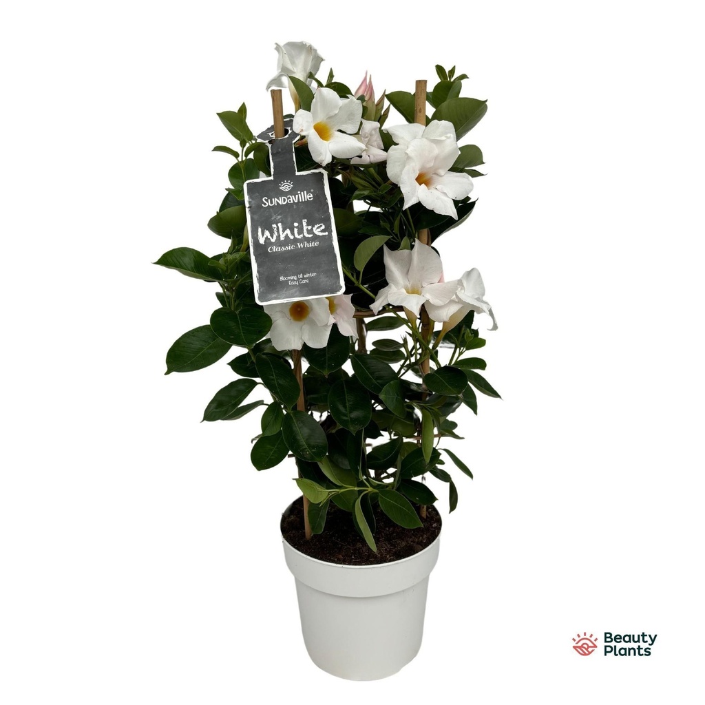 Dipladenia (Mandevilla sanderi) – Kletterpflanze für Kübel und Balkon, Topf-Ø 17 cm, Höhe ca. 55 cm