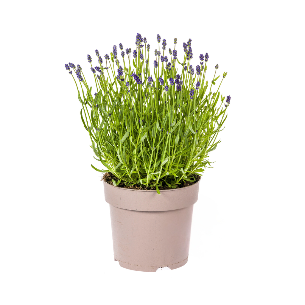 Echter Lavendel (Lavandula angustifolia) – winterharte Duftstaude, Topf-Ø 19 cm, Höhe ca. 19 cm