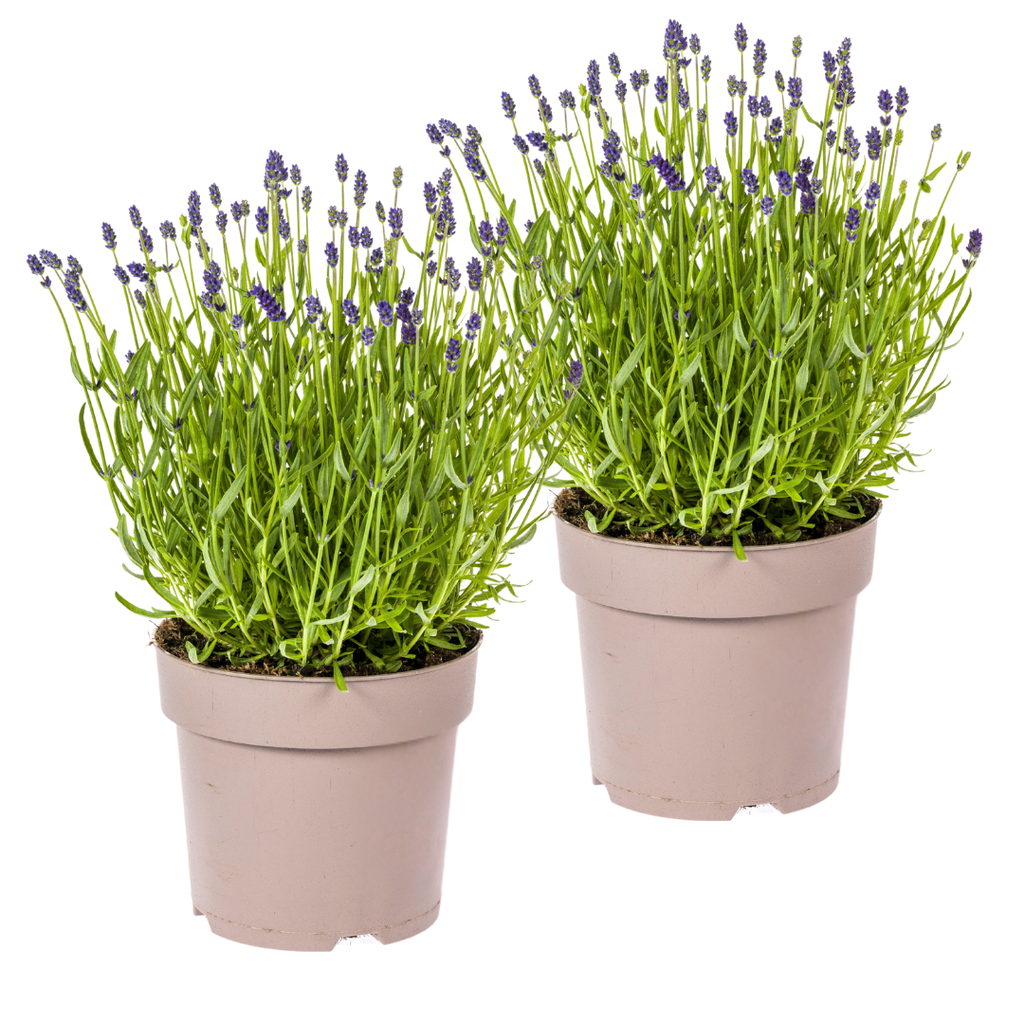 Echter Lavendel 2er-Set (Lavandula angustifolia) – winterharte Duftstaude, Topf-Ø 19 cm, Höhe ca. 19 cm