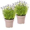 2x Lavandula angustifolia Ø19cm - ↕40 - 50cm