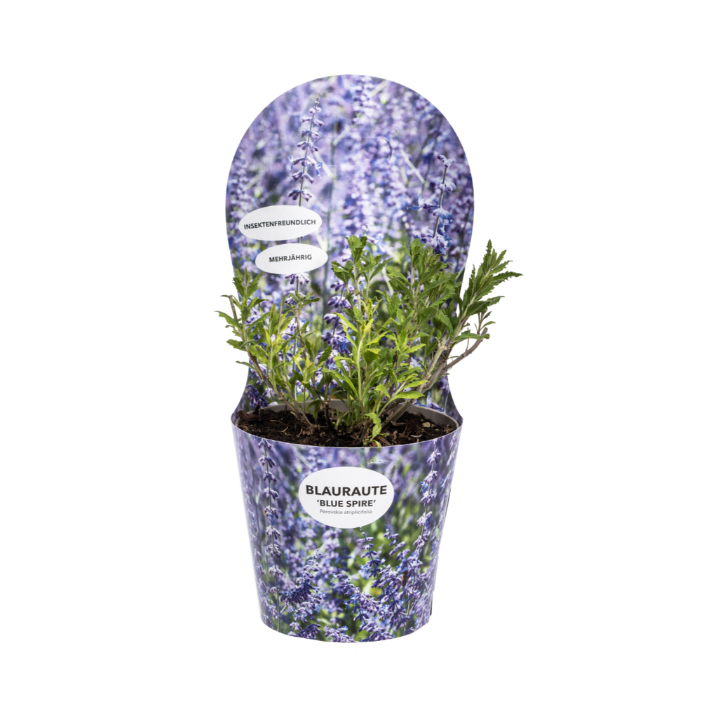 Perovskia atriplicifolia mit Übertopf Ø19cm - ↕30 - 40cm