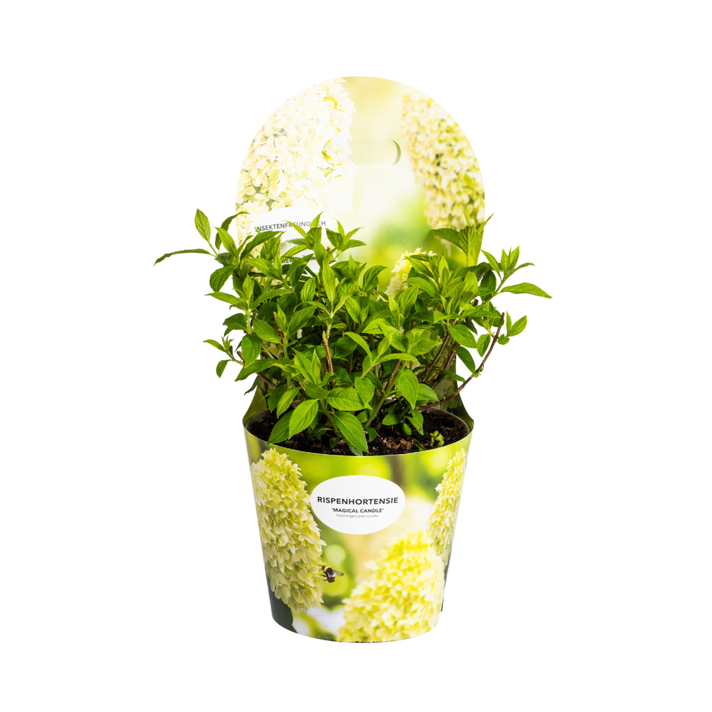 Hydrangea paniculata Magical Candle Potcover  Ø19cm - ↕30 - 40cm