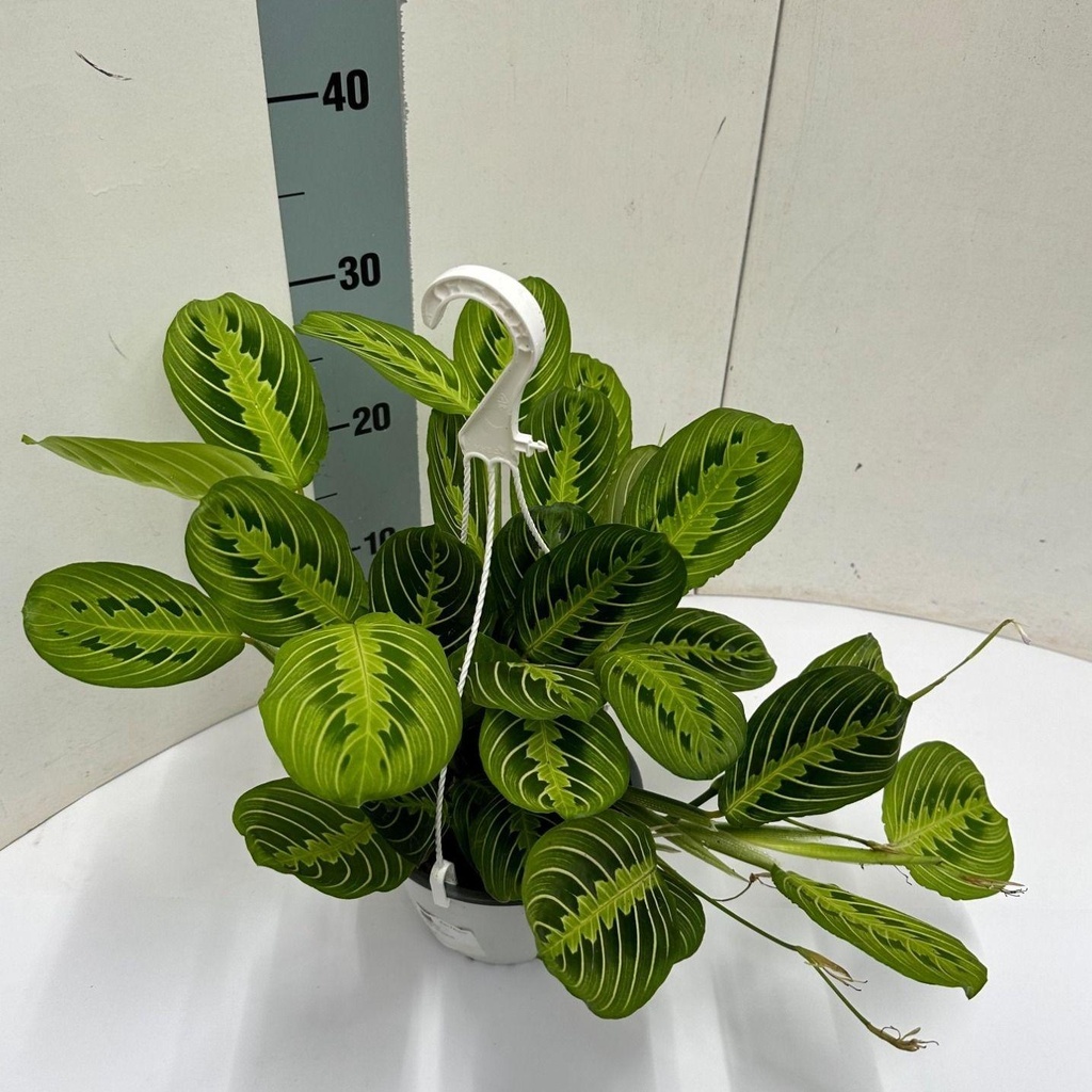 Pfeilwurz 'Fascinator' (Maranta leuconeura) – pflegeleichte Zimmerpflanze, Topf-Ø 15 cm, Höhe ca. 40 cm