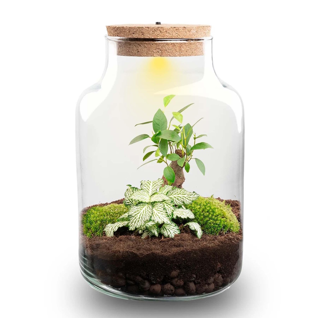 DIY Pflanzen Terrarium mit Licht - Little Milky Bonsai - Ø 17 cm ↑ 25 cm