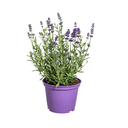 Echter Lavendel 8er-Set (Lavandula angustifolia) – winterharte Duftstaude, Topf-Ø 13 cm, Höhe ca. 13 cm