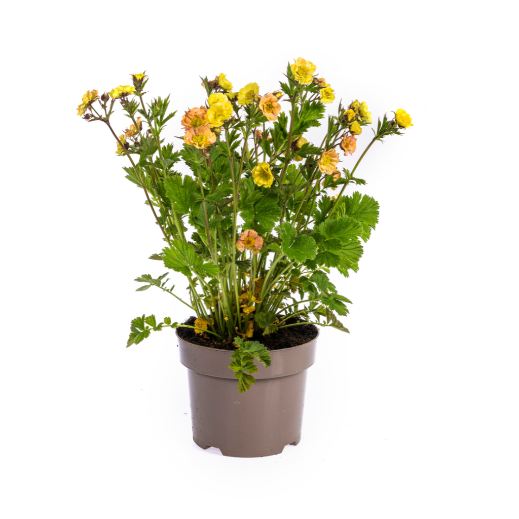 Geum Rivale Gelb Ø19cm - ↕50 - 70cm