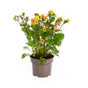 Geum Rivale Gelb Ø19cm - ↕50 - 70cm