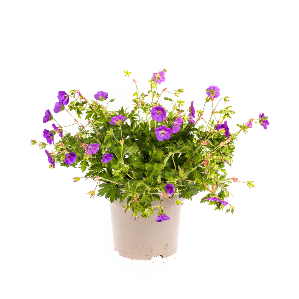 Storchschnabel (Geranium romanum) – winterharte Staude, Topf-Ø 19 cm, Höhe ca. 19 cm