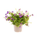 Storchschnabel (Geranium romanum) – winterharte Staude, Topf-Ø 19 cm, Höhe ca. 19 cm