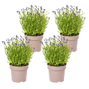 Echter Lavendel 4er-Set (Lavandula angustifolia) – winterharte Duftstaude, Topf-Ø 19 cm, Höhe ca. 19 cm