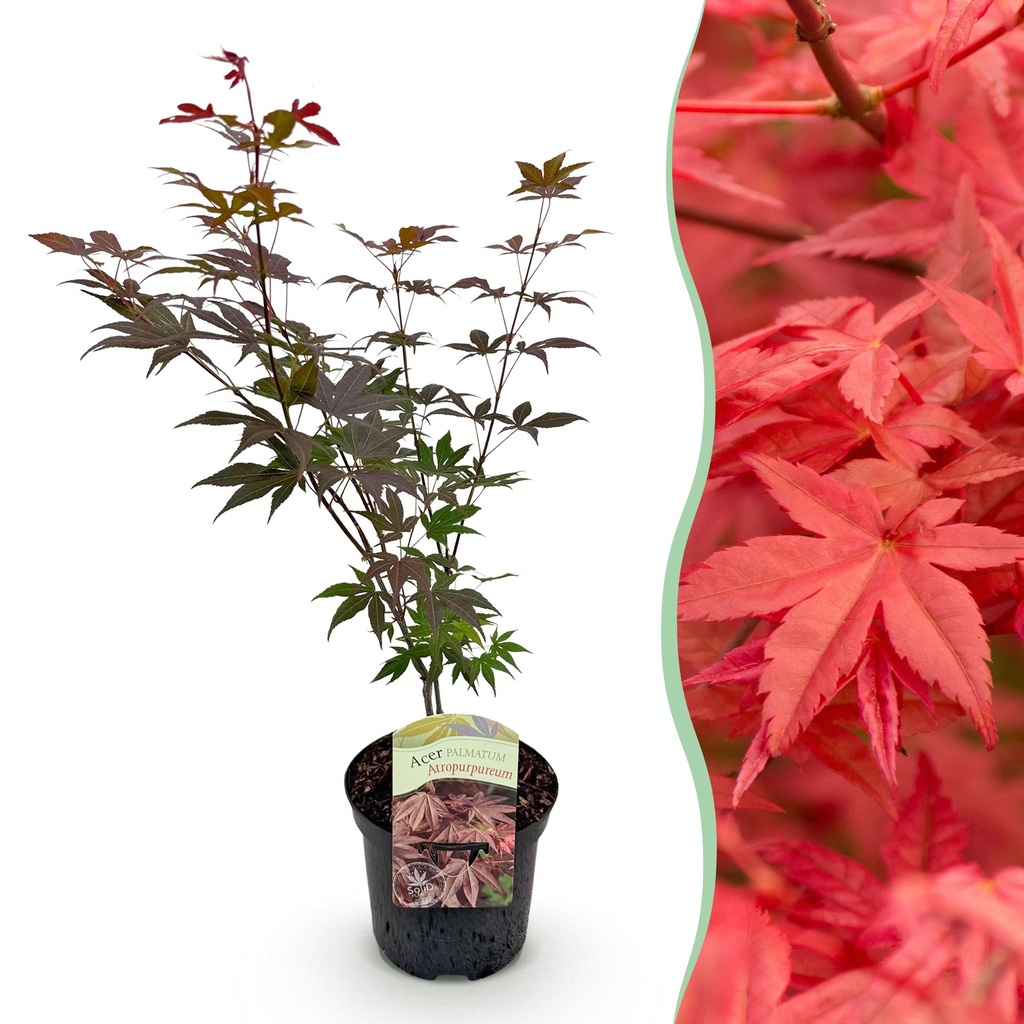 Balkonpflanze - Japanischer Ahorn - Acer palmatum Atropurpureum - Lila - 1 Pflanze - Laubabwerfend - Topf 19cm Höhe 70cm