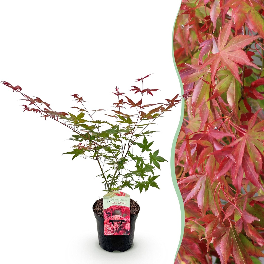 Balkonpflanze - Japanischer Ahorn - Acer palmatum Beni Maiko - Rot - 1 Pflanze - Laubabwerfend - Topf 19 cm - Höhe 70 cm