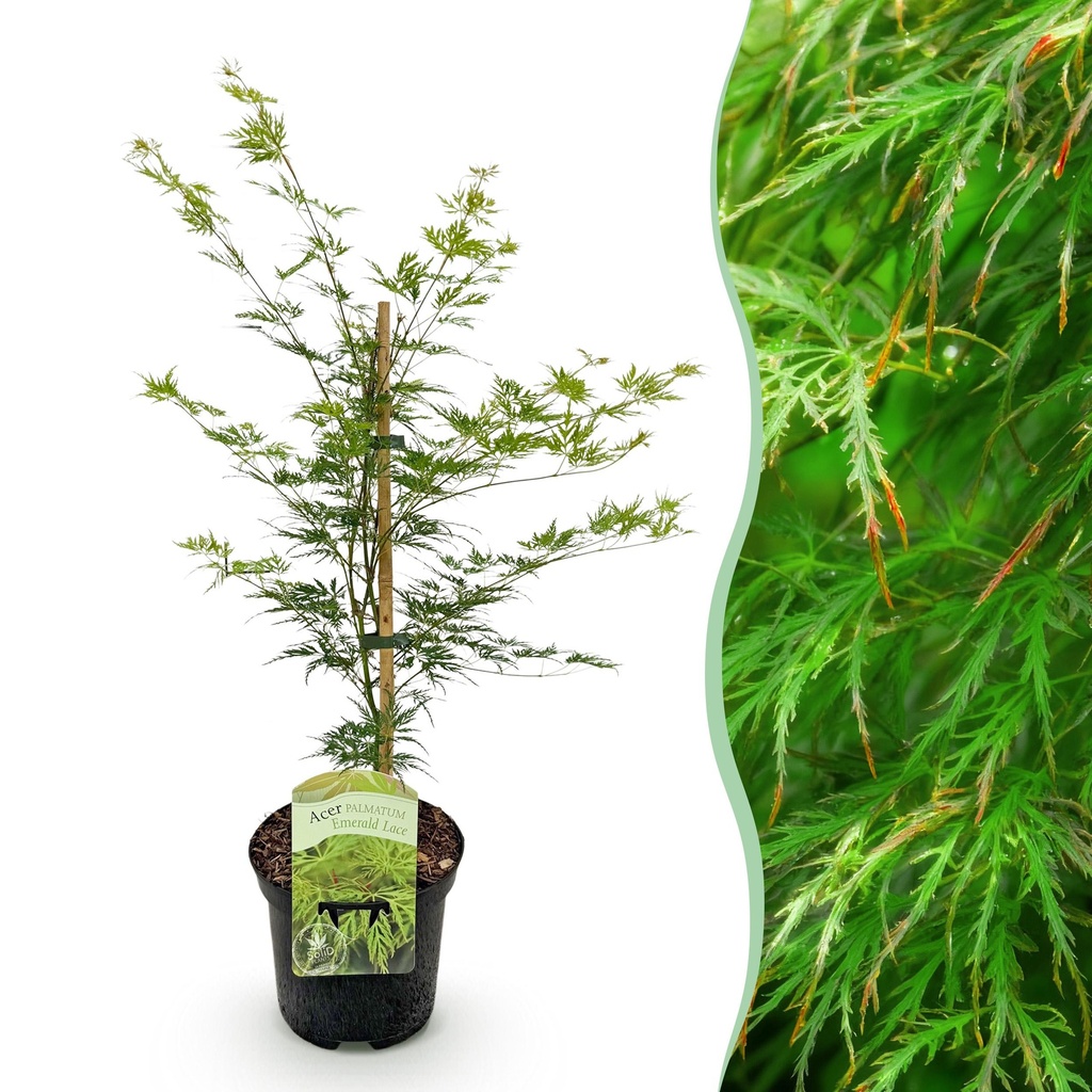 Balkonpflanze - Japanischer Ahorn - Acer palmatum Emerald Lace - Grün - 1 Pflanze - Laubabwerfend - Topf 19cm Höhe 70cm