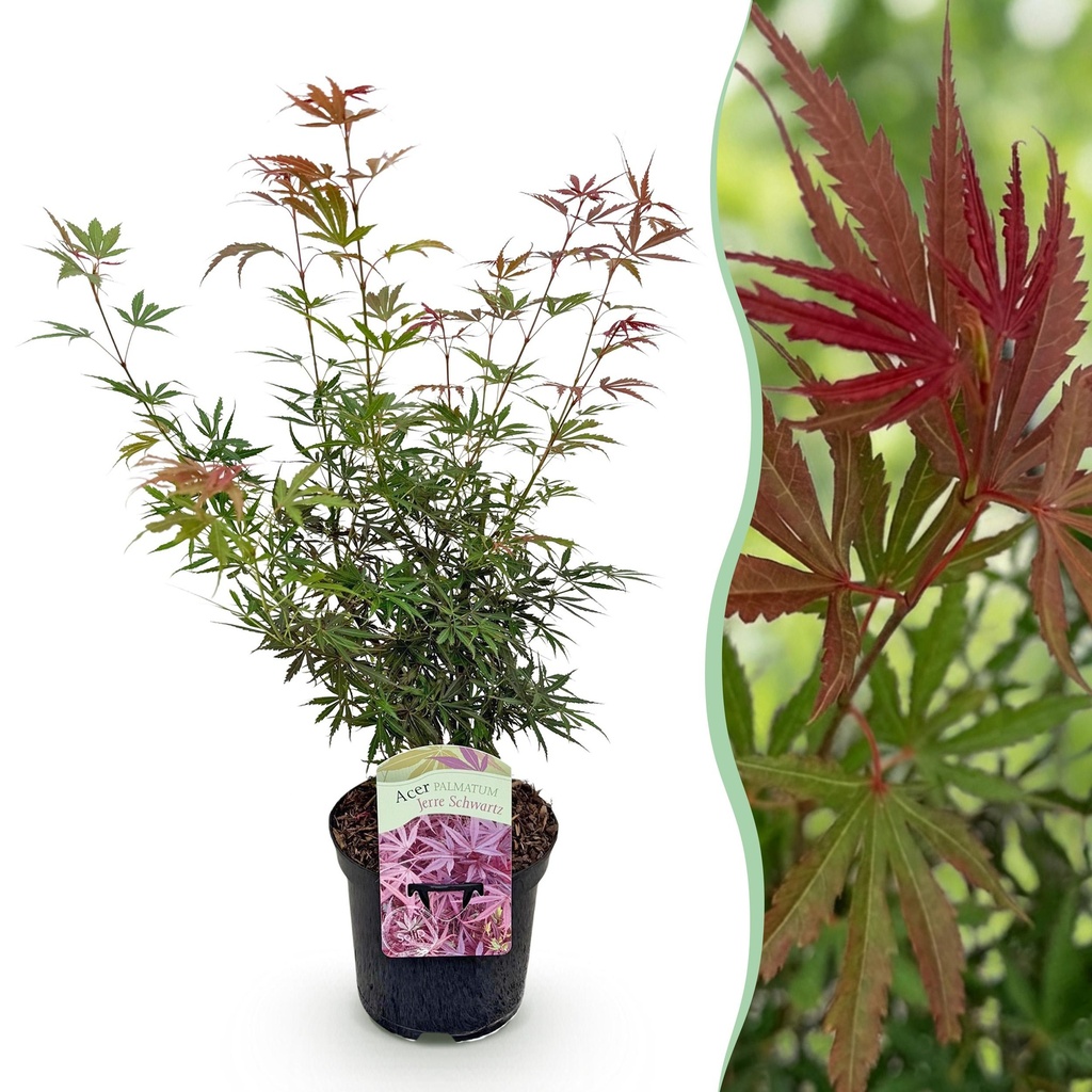 Balkonpflanze - Japanischer Ahorn - Acer palmatum Jerre Swarts - Dunkelrot - 1 Pflanze - Laubabwerfend - Topf 19cm Höhe 70cm