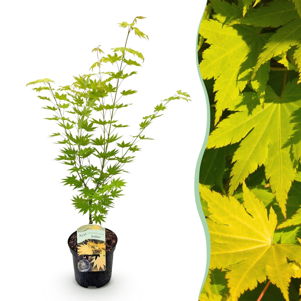 Balkonpflanze - Japanischer Ahorn - Acer palmatum Jordan - Gelb - 1 Pflanze - Laubabwerfend - Topf 19cm Höhe 70cm