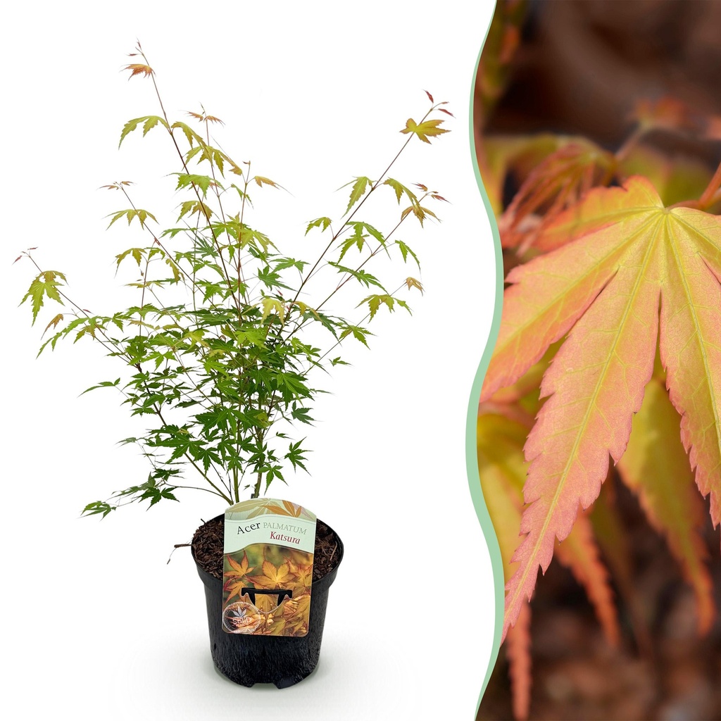 Balkonpflanze - Japanischer Ahorn - Acer palmatum Katsura - Orange - 1 Pflanze - Laubabwerfend - Topf 19cm Höhe 70cm