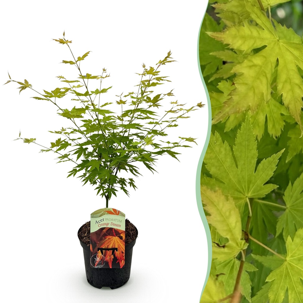 Balkonpflanze - Japanischer Ahorn - Acer palmatum Orange Dream - Orange - 1 Pflanze - Laubabwerfend - Topf 19cm Höhe 70cm