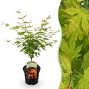 Fächerahorn (Acer palmatum) – winterharter Zierstrauch, Höhe ca. 19 cm