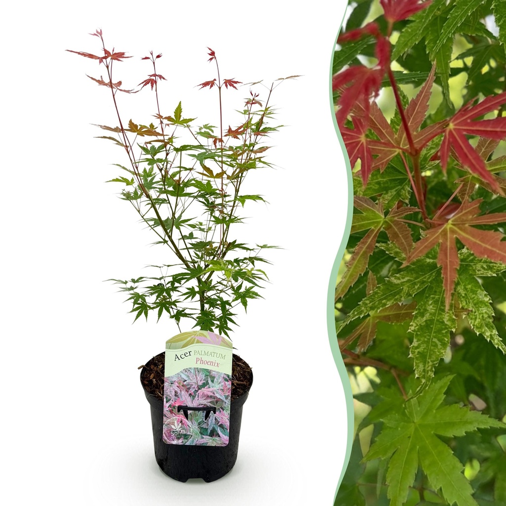 Balkonpflanze - Japanischer Ahorn - Acer palmatum Phoenix - Rosa - 1 Pflanze - Laubabwerfend - Topf 19cm Höhe 70cm