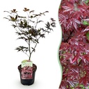 Roter Fächerahorn (Acer palmatum) – winterharter Zierstrauch, Höhe ca. 19 cm