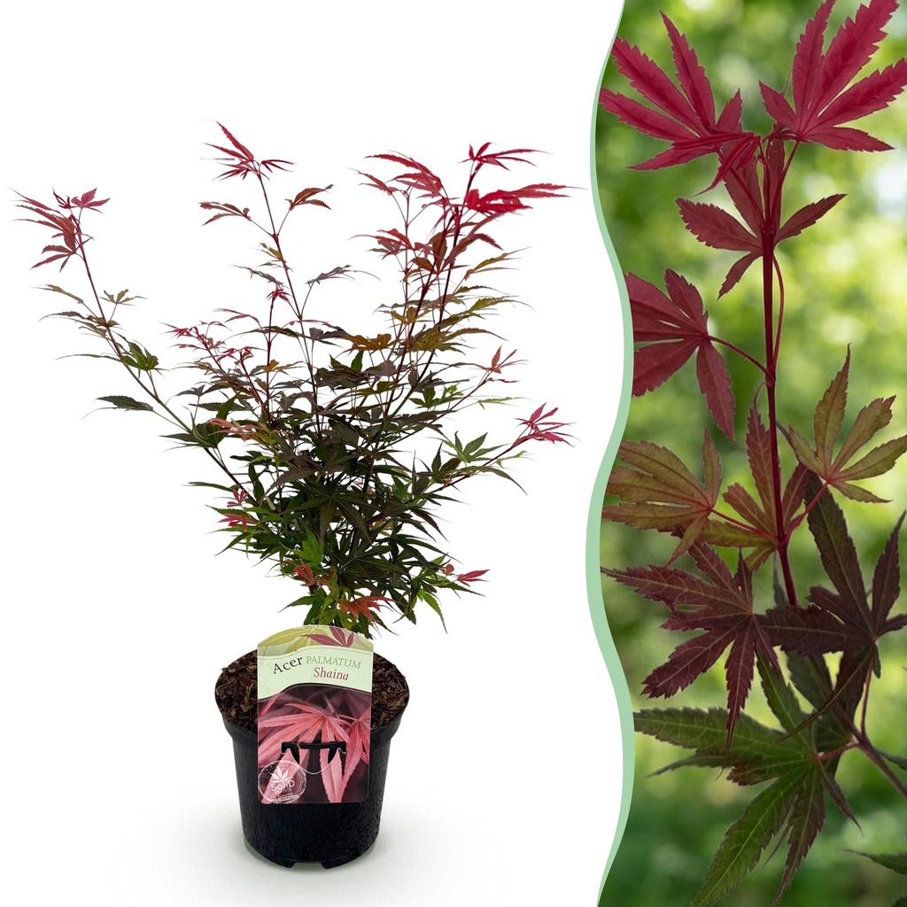 Balkonpflanze - Japanischer Ahorn - Acer palmatum Shaina - Rot - 1 Pflanze - Laubabwerfend - Topf 19cm Höhe 70cm