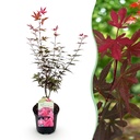 Fächer-Ahorn (Acer palmatum) – winterhartes Ziergehölz, Höhe ca. 19 cm