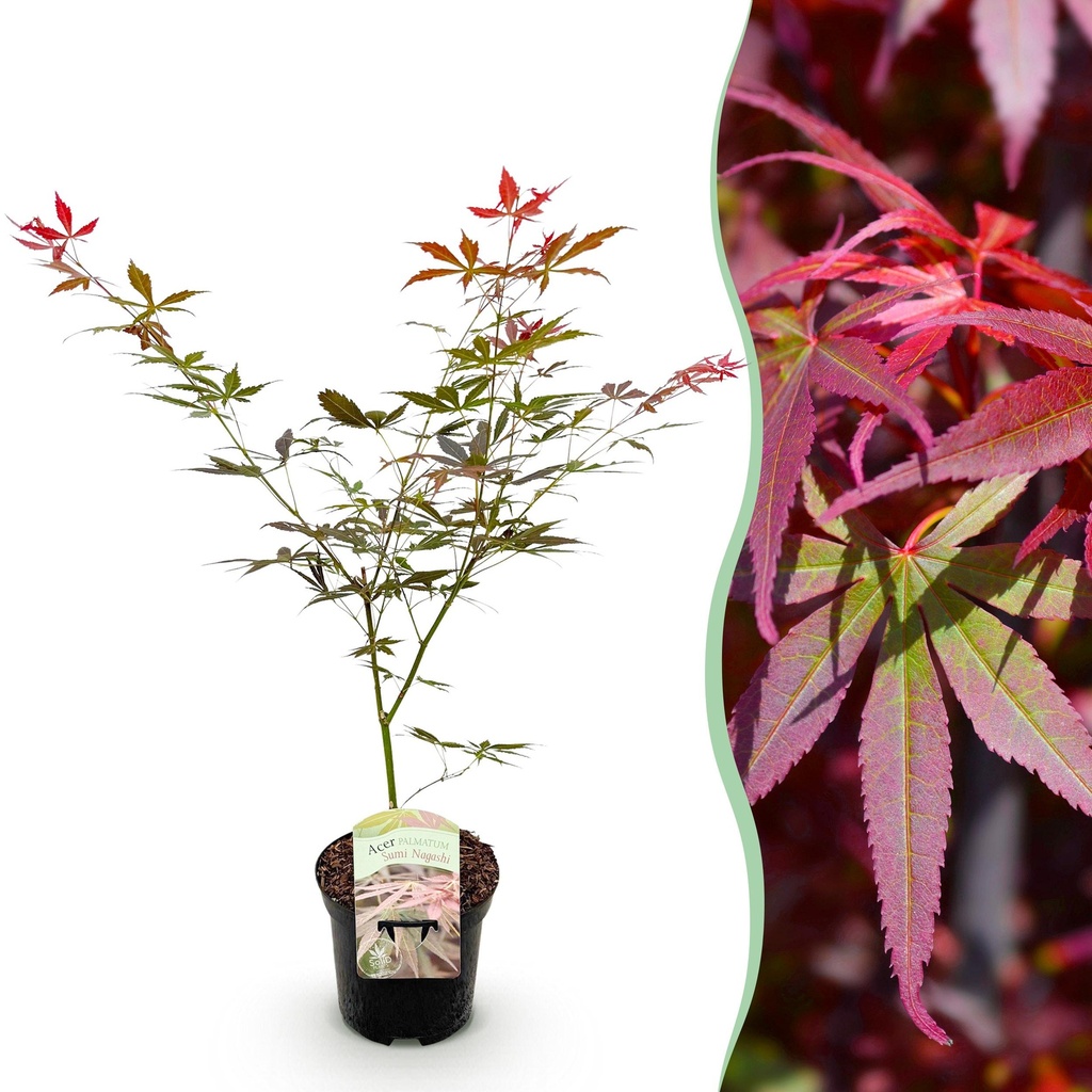 Balkonpflanze - Japanischer Ahorn - Acer palmatum Sumi-nagashi - Rot - 1 Pflanze - Laubabwerfend - Topf 19 cm, Höhe 70 cm