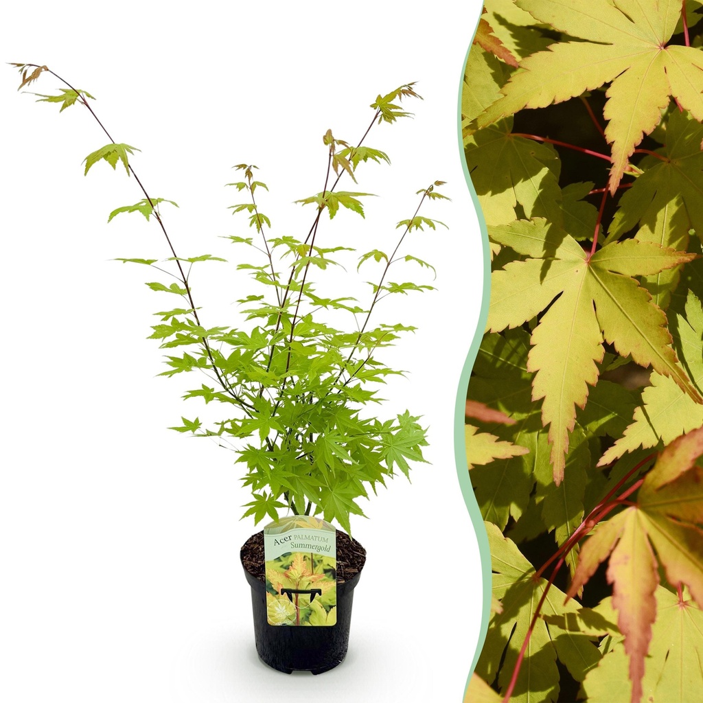Balkonpflanze - Japanischer Ahorn - Acer palmatum Summergold - Gelb - 1 Pflanze - Laubabwerfend - Topf 19 cm, Höhe 70 cm