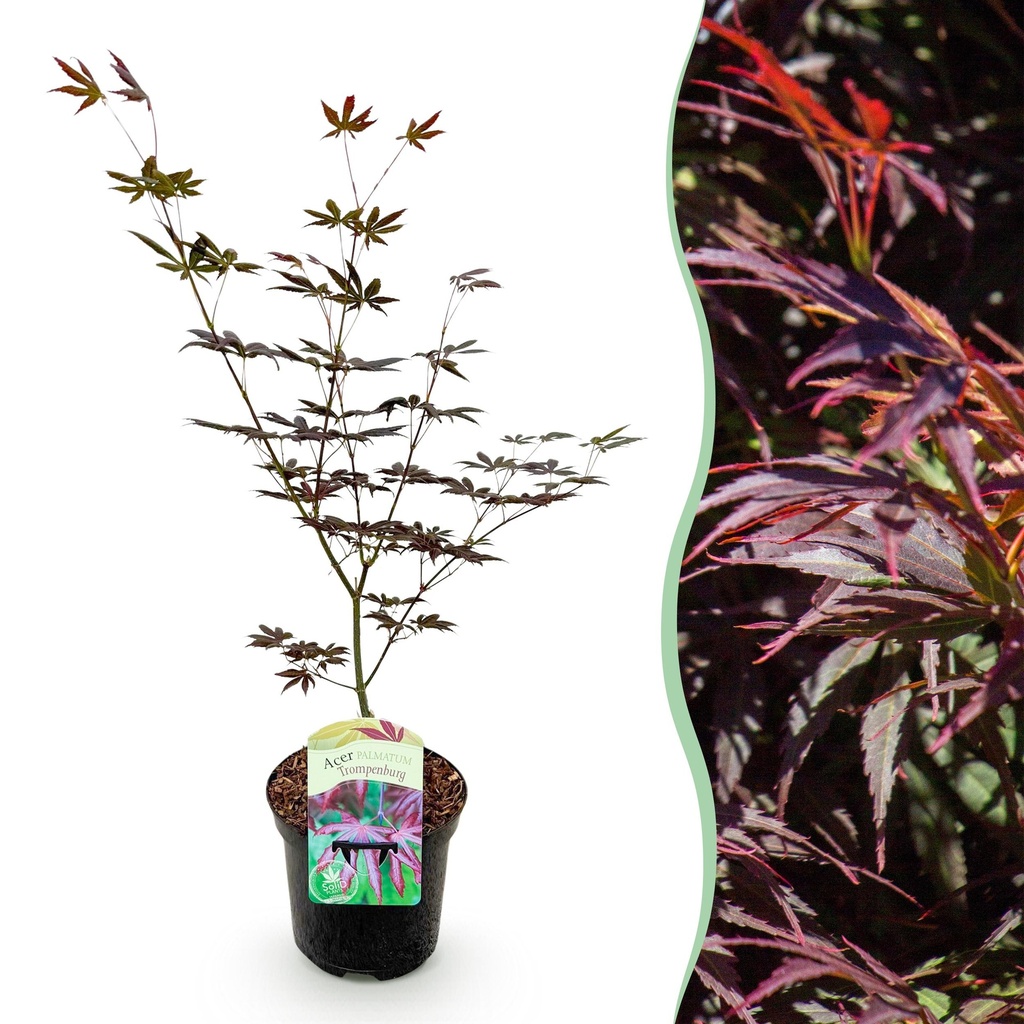 Balkonpflanze - Japanischer Ahorn - Acer palmatum Trompenburg - Dunkel Lila - 1 Pflanze - Laubabwerfend - Topf 19 cm, Höhe 70 cm