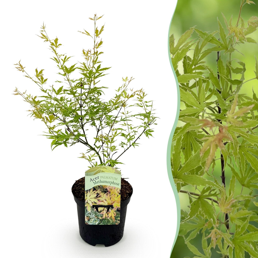 Balkonpflanze - Japanischer Ahorn - Acer palmatum Metamorphosa - Grün - 1 Pflanze - Laubabwerfend - Topf 19cm Höhe 70cm