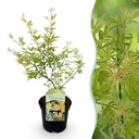 Fächerahorn (Acer palmatum) – winterharter Zierbaum, Höhe ca. 19 cm