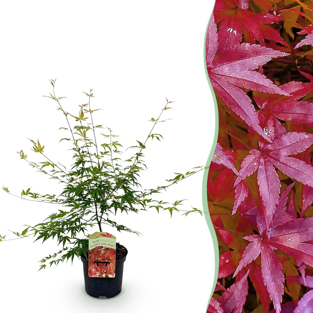 Balkonpflanze - Japanischer Ahorn - Acer palmatum Pink Dwarf - Rosa - 1 Pflanze - Laubabwerfend - Topf 19cm Höhe 70cm