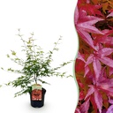 Fächer-Ahorns Pink Dwarf' (Acer palmatum) – winterhartes Ziergehölz, Höhe ca. 19 cm