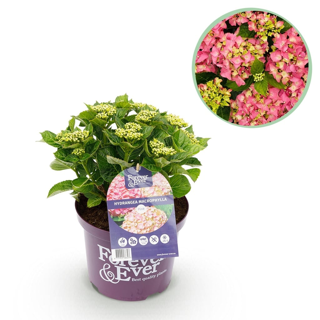 Balkonpflanze - Hortensie - Hydrangea Forever & Ever - Rosa - 7-12 Blüten - Topf 23cm Höhe 55cm