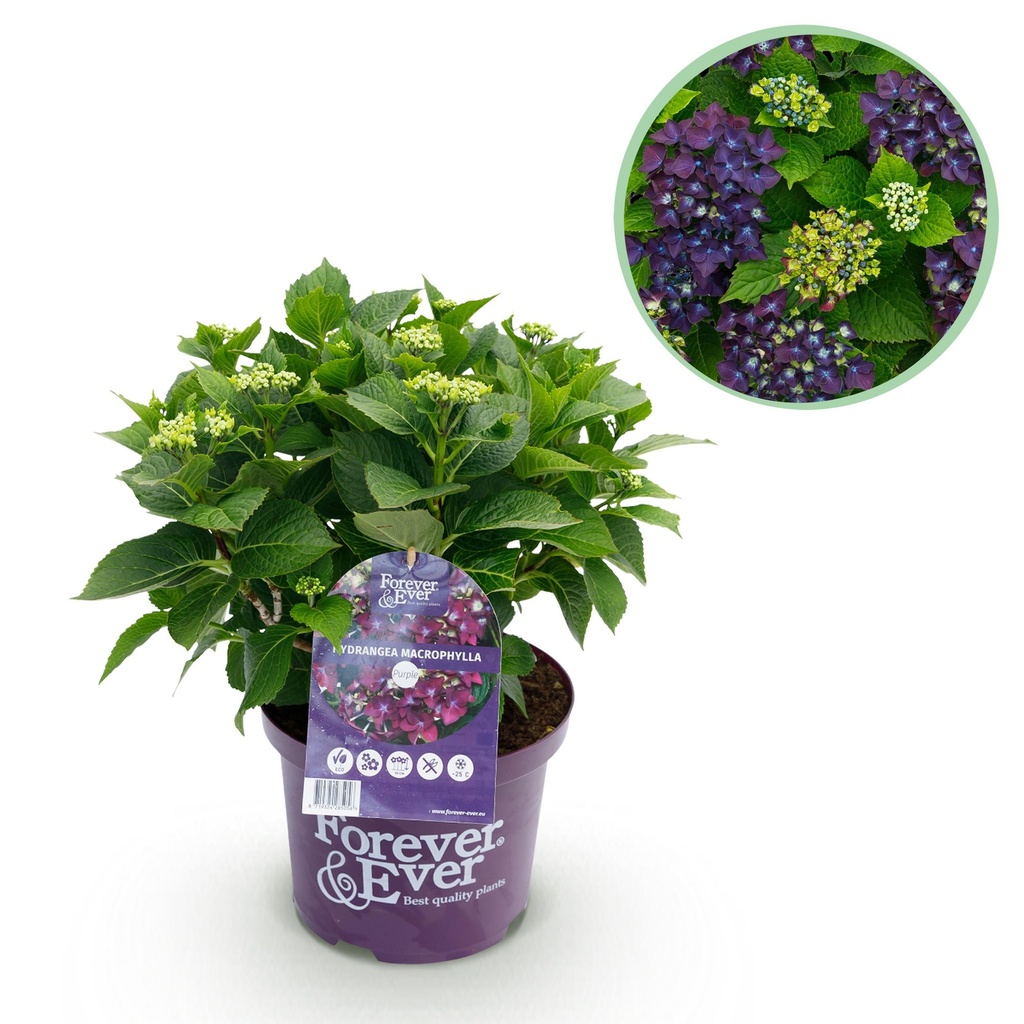 Balkonpflanze - Hortensie - Hydrangea Forever & Ever - Lila - 7-12 Blumen - Topf 23cm Höhe 55cm