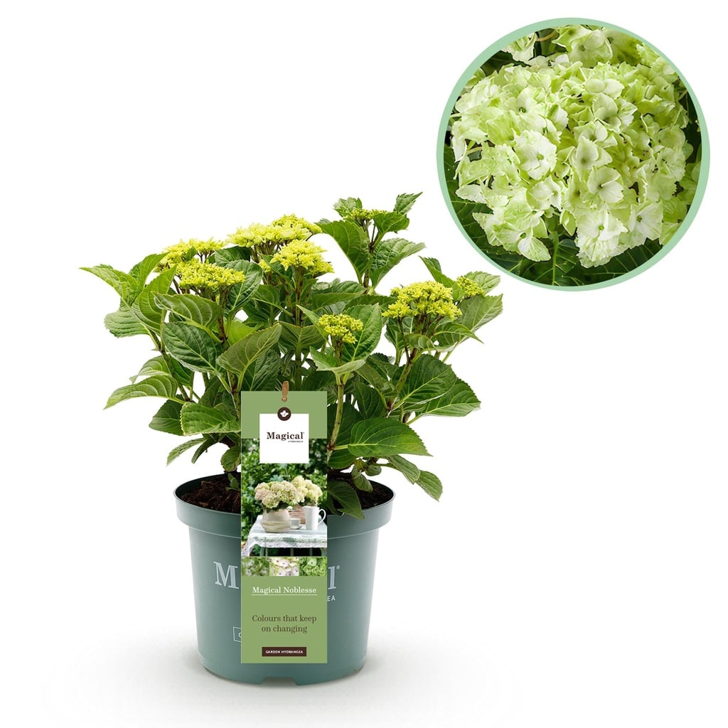 Balkonpflanze - Hortensie - Hydrangea Magical Nobless - Weiß - 6-10 Blüten - Topf 23cm Höhe 55cm