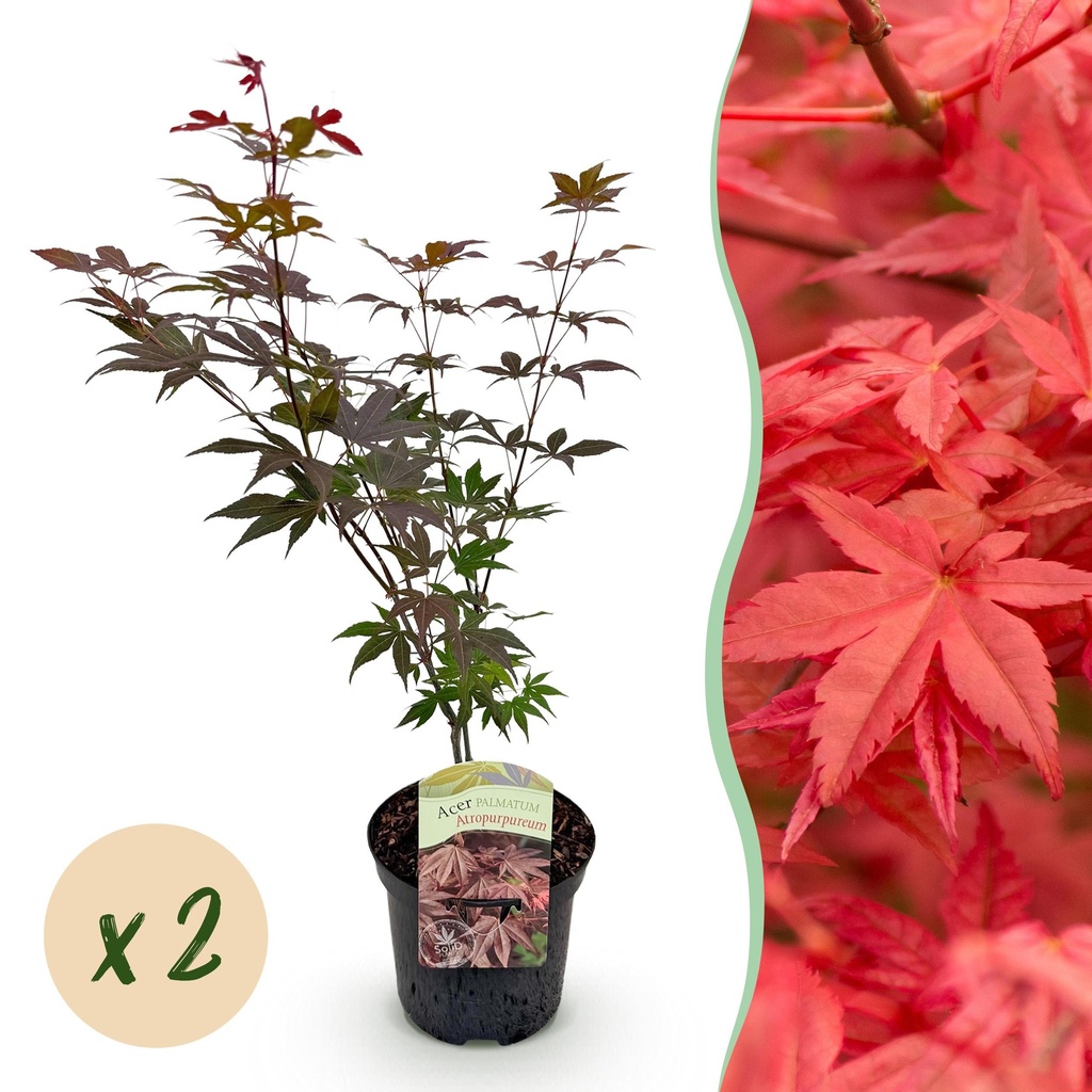 Balkonpflanze - Japanischer Ahorn - Acer palmatum Atropurpureum - Lila - 2 Pflanzen - Laubabwerfend - Topf 19cm Höhe 70cm