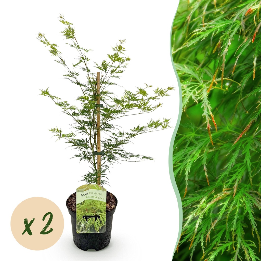 Balkonpflanze - Japanischer Ahorn - Acer palmatum Emerald Lace - Grün - 2 Pflanzen - Laubabwerfend - Topf 19cm Höhe 70cm