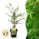 Fächerahorn (Acer palmatum) – winterharter Zierbaum, Höhe ca. 19 cm