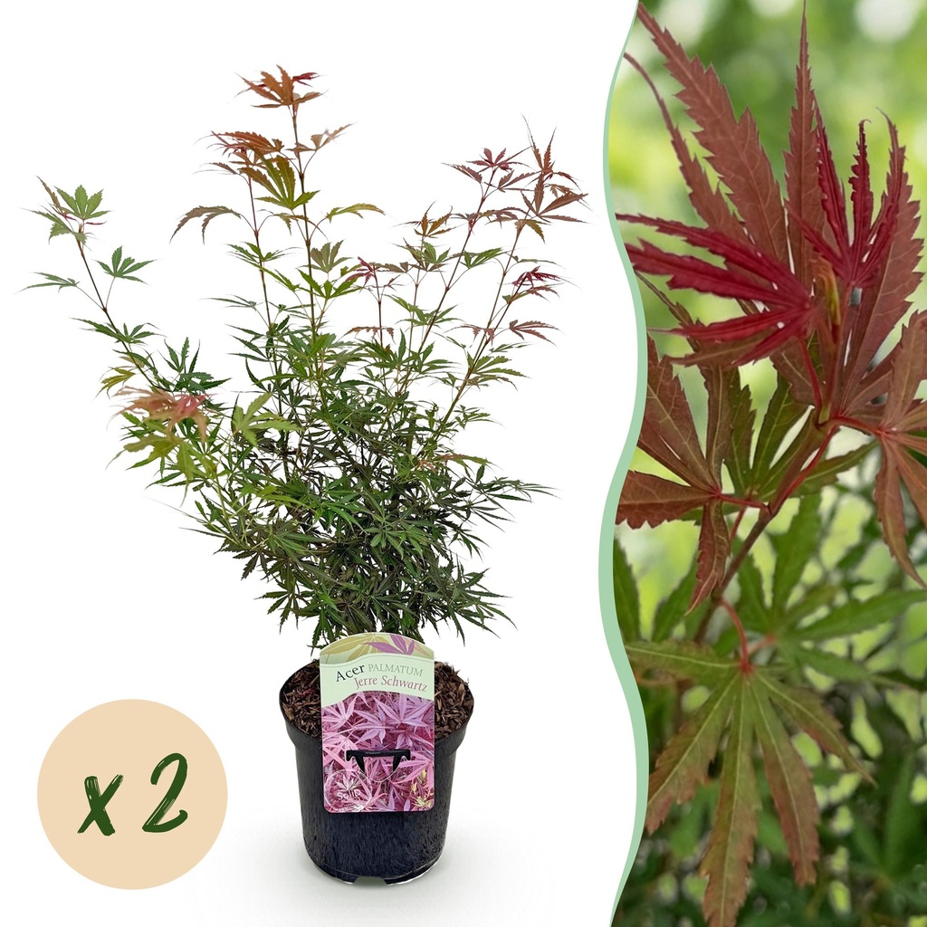 Balkonpflanze - Japanischer Ahorn - Acer palmatum Jerre Swarts - Dunkelrot - 2 Pflanzen - Laubabwerfend - Topf 19cm Höhe 70cm