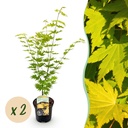 Fächerahorn (Acer palmatum) – winterharter Zierbaum, Höhe ca. 19 cm