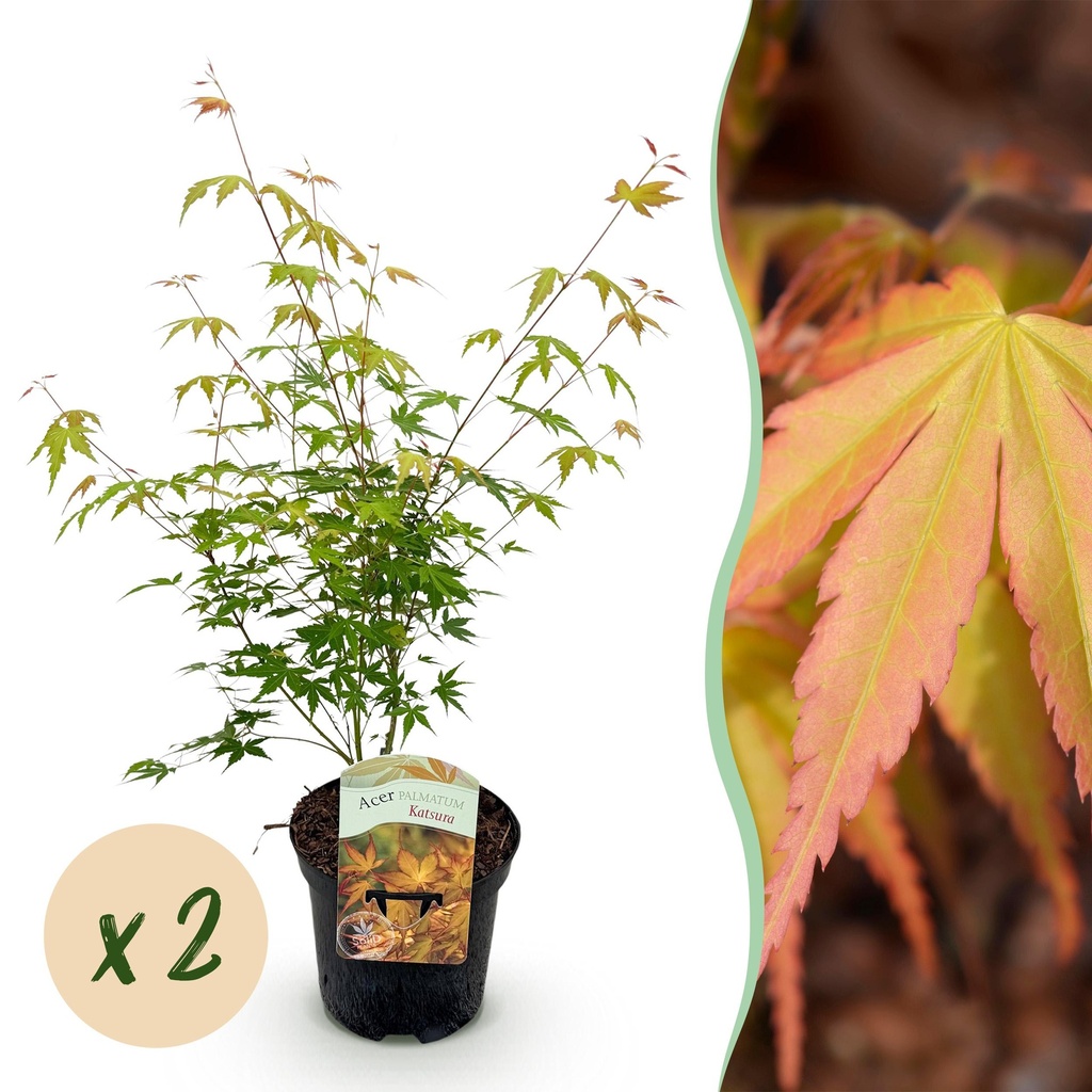 Balkonpflanze - Japanischer Ahorn - Acer palmatum Katsura - Orange - 2 Pflanzen - Laubabwerfend - Topf 19 cm - Höhe 70 cm