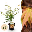 Fächerahorn (Acer palmatum) – winterharter Zierstrauch, Höhe ca. 19 cm