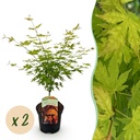 Fächerahorn (Acer palmatum) – winterharter Zierstrauch, Höhe ca. 19 cm